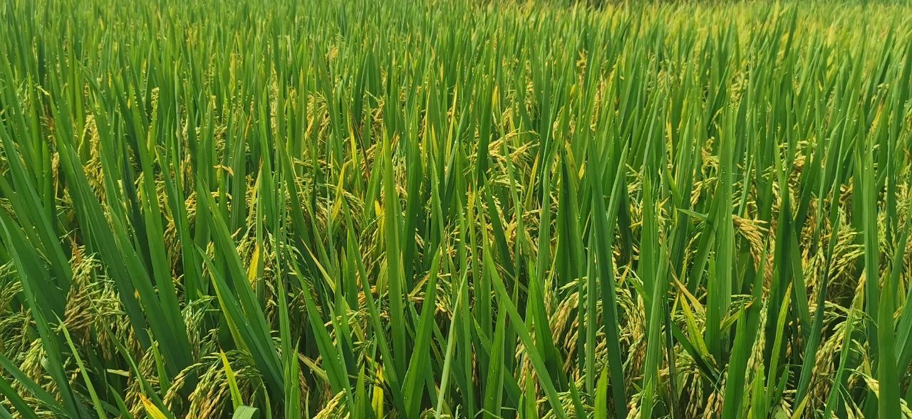 1681733256321186JeCp.jpg 1099c6077bf0c3d4d81c6141e6d2b478.jpg