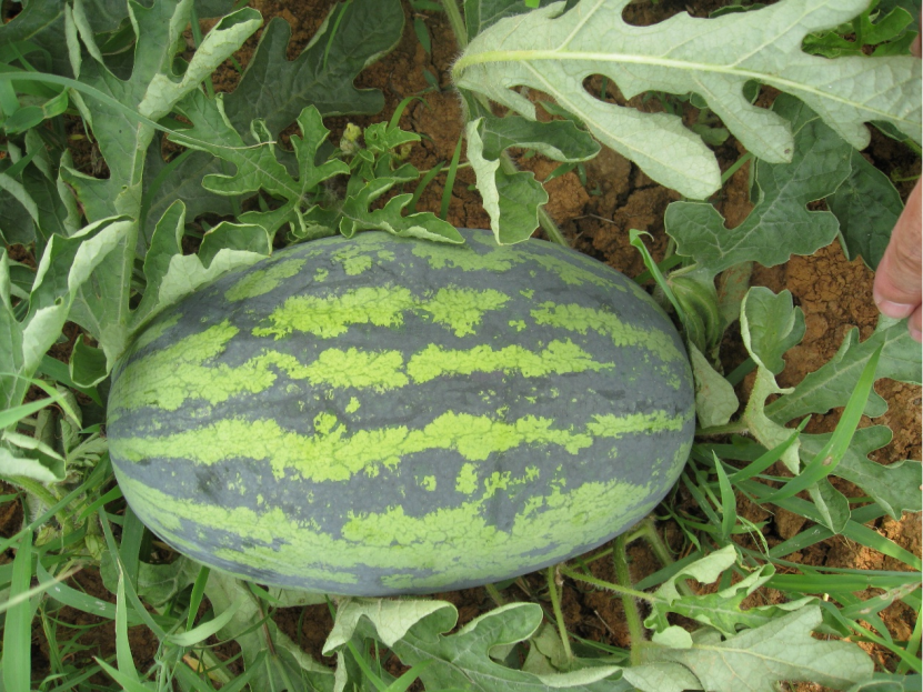 175565239473527979NA.png bad8c6298f9738829250e1da217de905.png