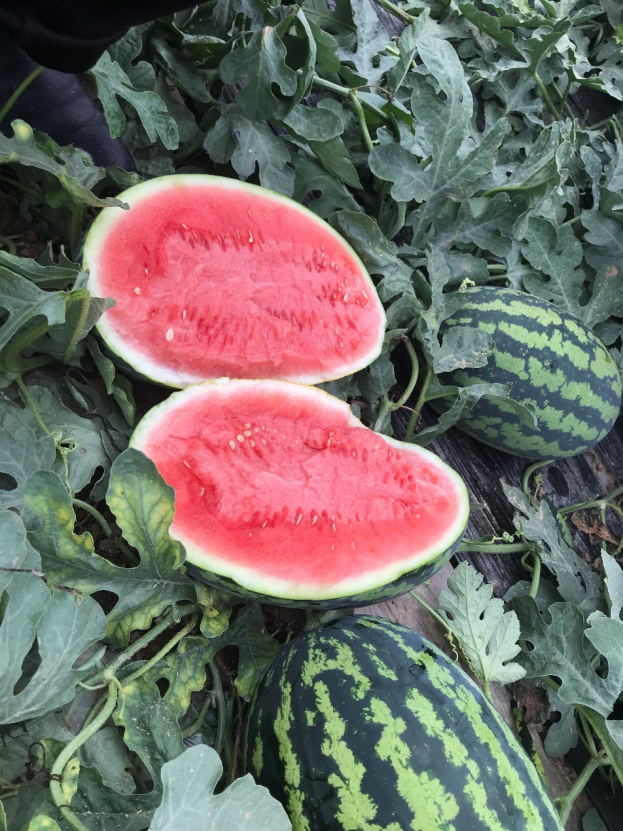 1755652429604447FKsx.png 0e1660b3e17820a69ab15d25e1dffc3c.png