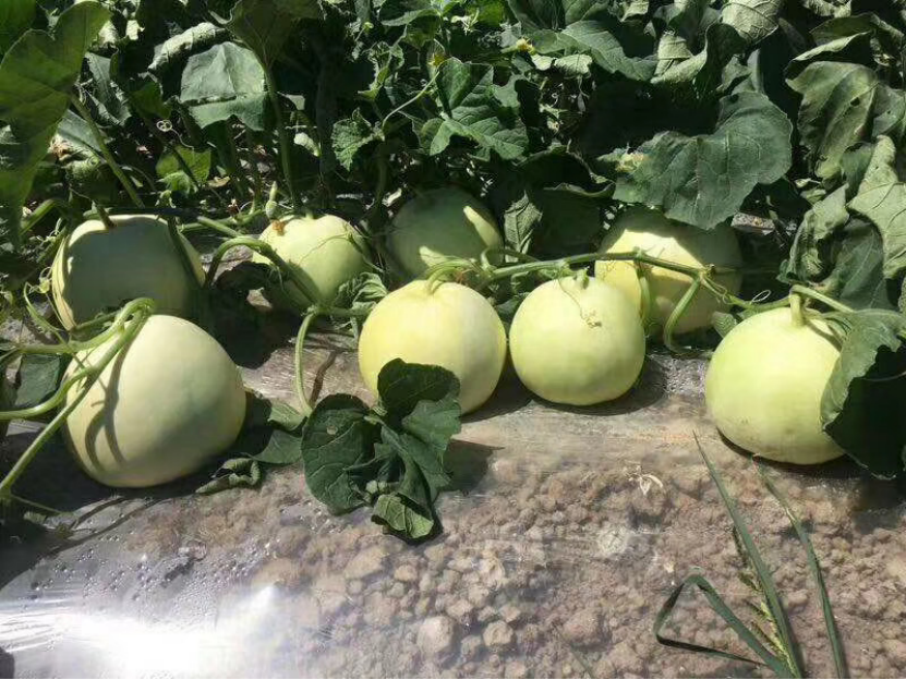 1755652443884164WEF2.png cddf623c1a20dece6e980d2d63a48a73.png