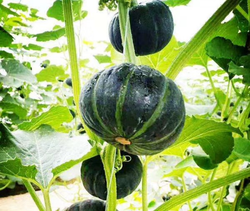 1755652490299672MC87.png 143fbcbe3e653773ae0607a5dd7242d7.png