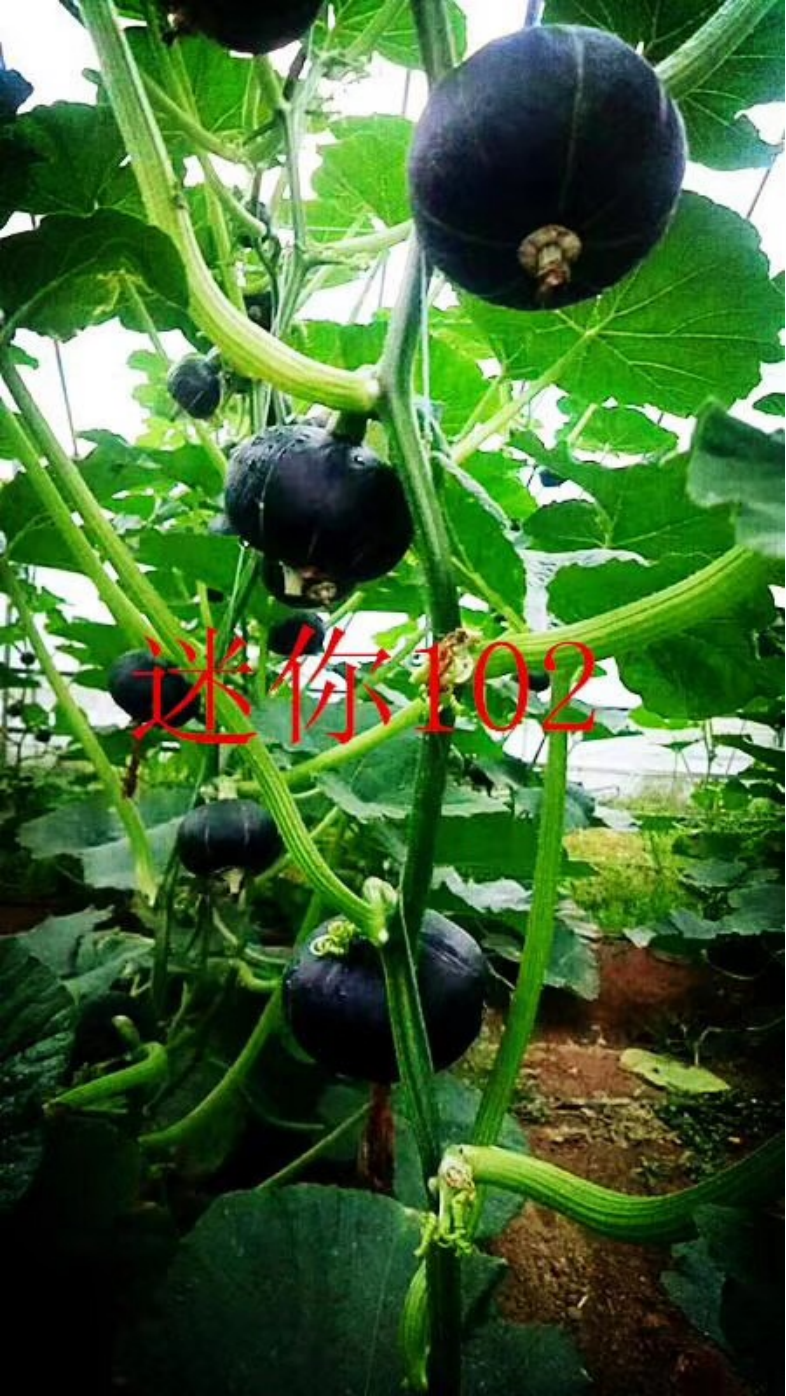 1755652503671469kJeQ.png de12699a4b25aa304191fcd023a04bbd.png